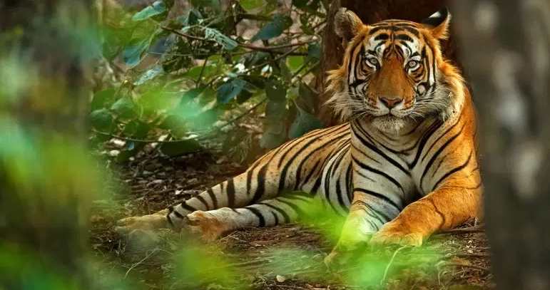 The Serene Horizon, Luxury Resort in Thekkady