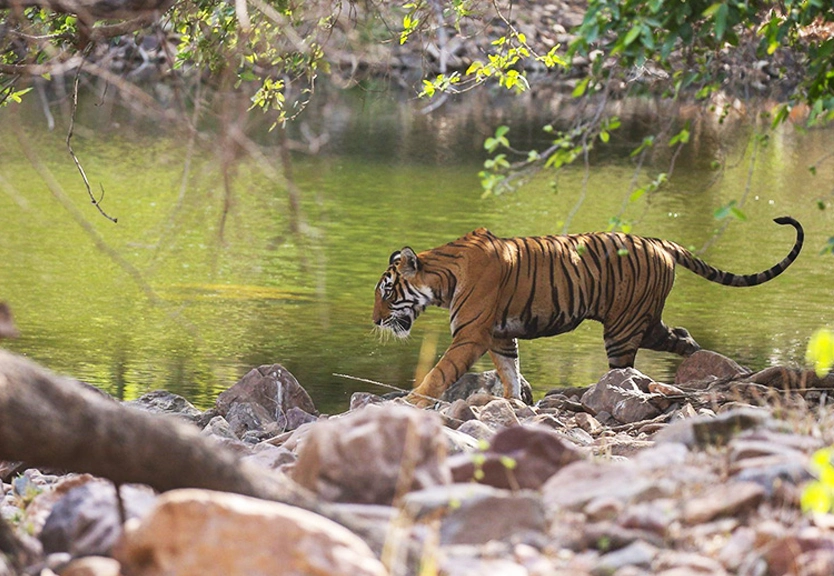 The Serene Horizon, Luxury Resort in Thekkady