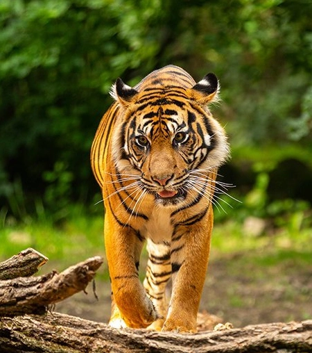 The Serene Horizon, Luxury Resort in Thekkady